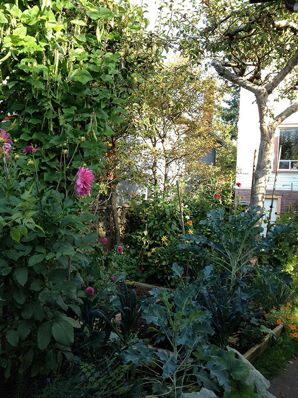 broccoli and dahlias and runner beans
