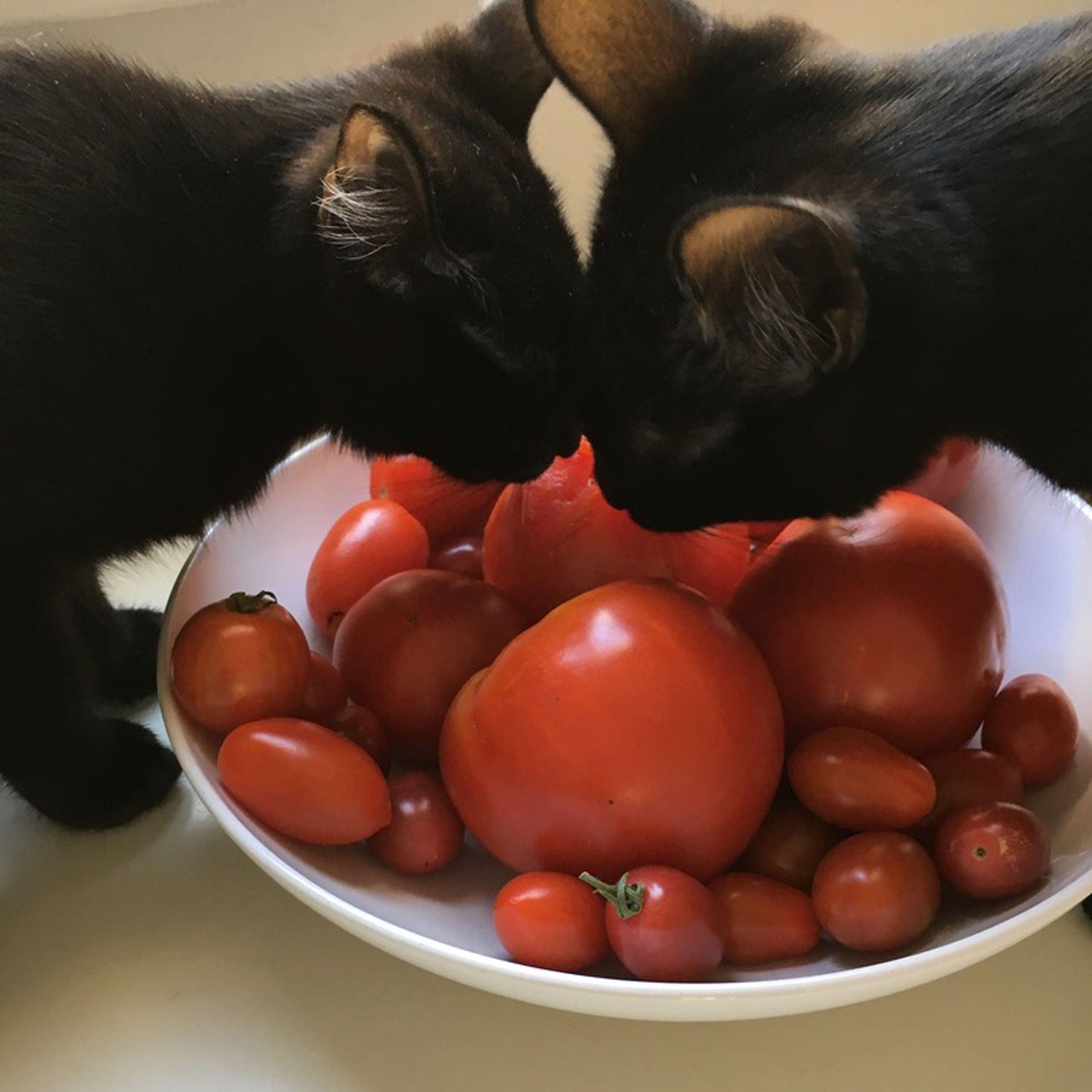 Cat Tote Bag & Cats Eating Tomatoes