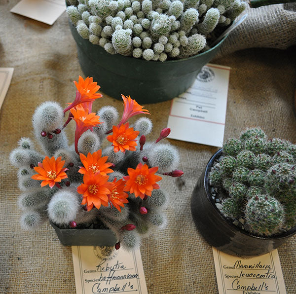 doughnuts + euphorbias = good