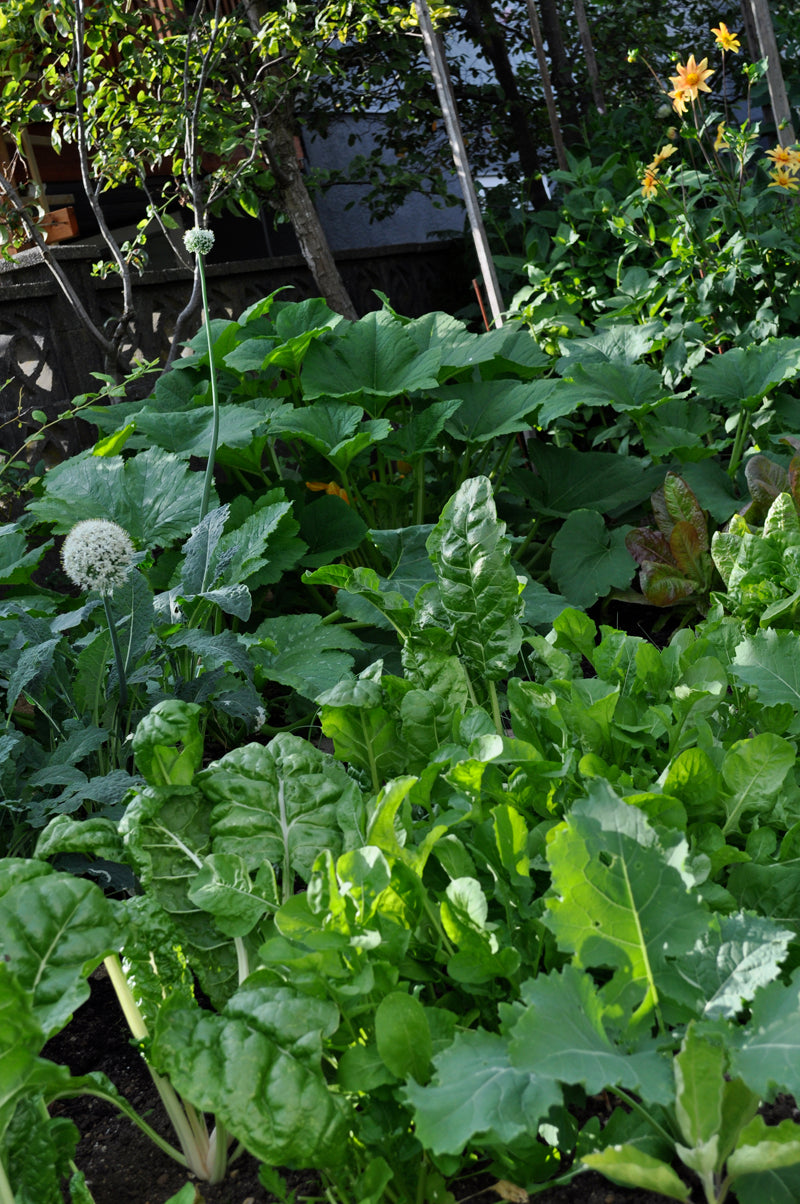 how does my garden grow