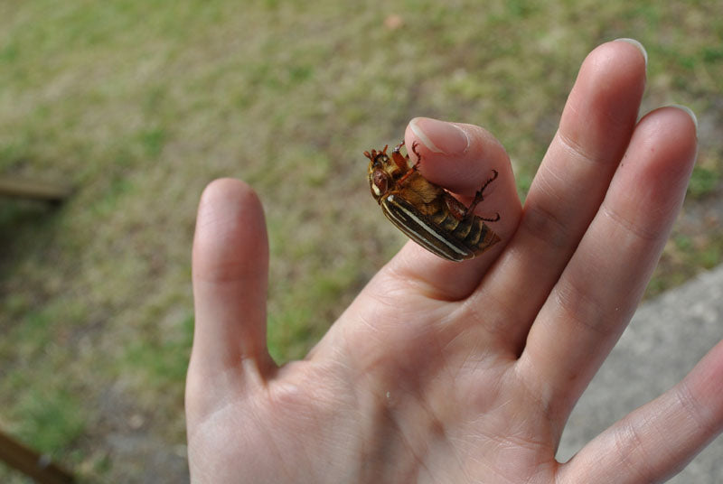 junebugs and other winged creatures