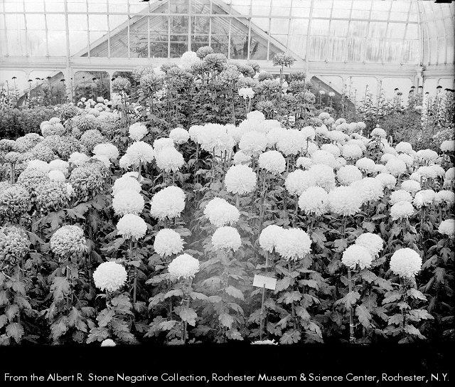 more from the lamberton conservatory