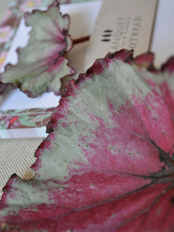 notepads and rex begonia