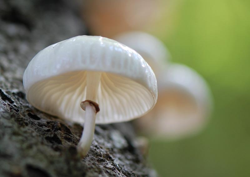 porcelain and poached eggs and other mysteries