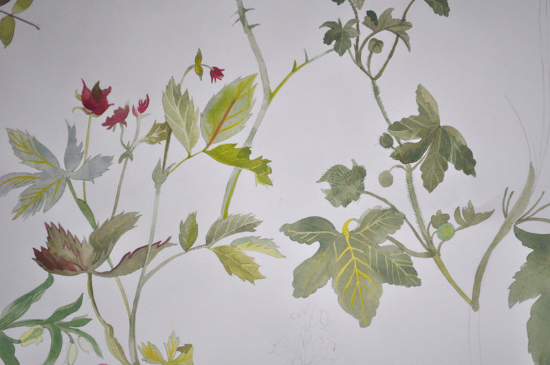 potentilla palustris & malva sylvestris