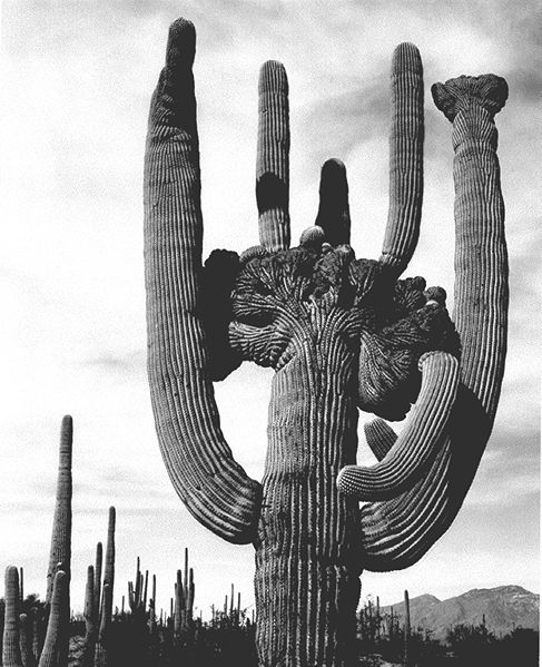 saguaro