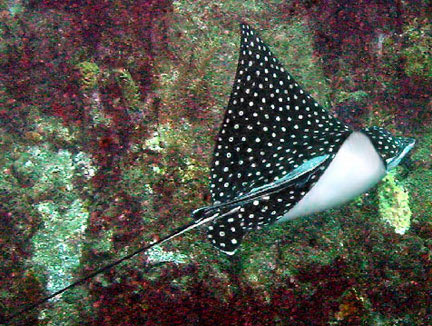 spotted eagle ray