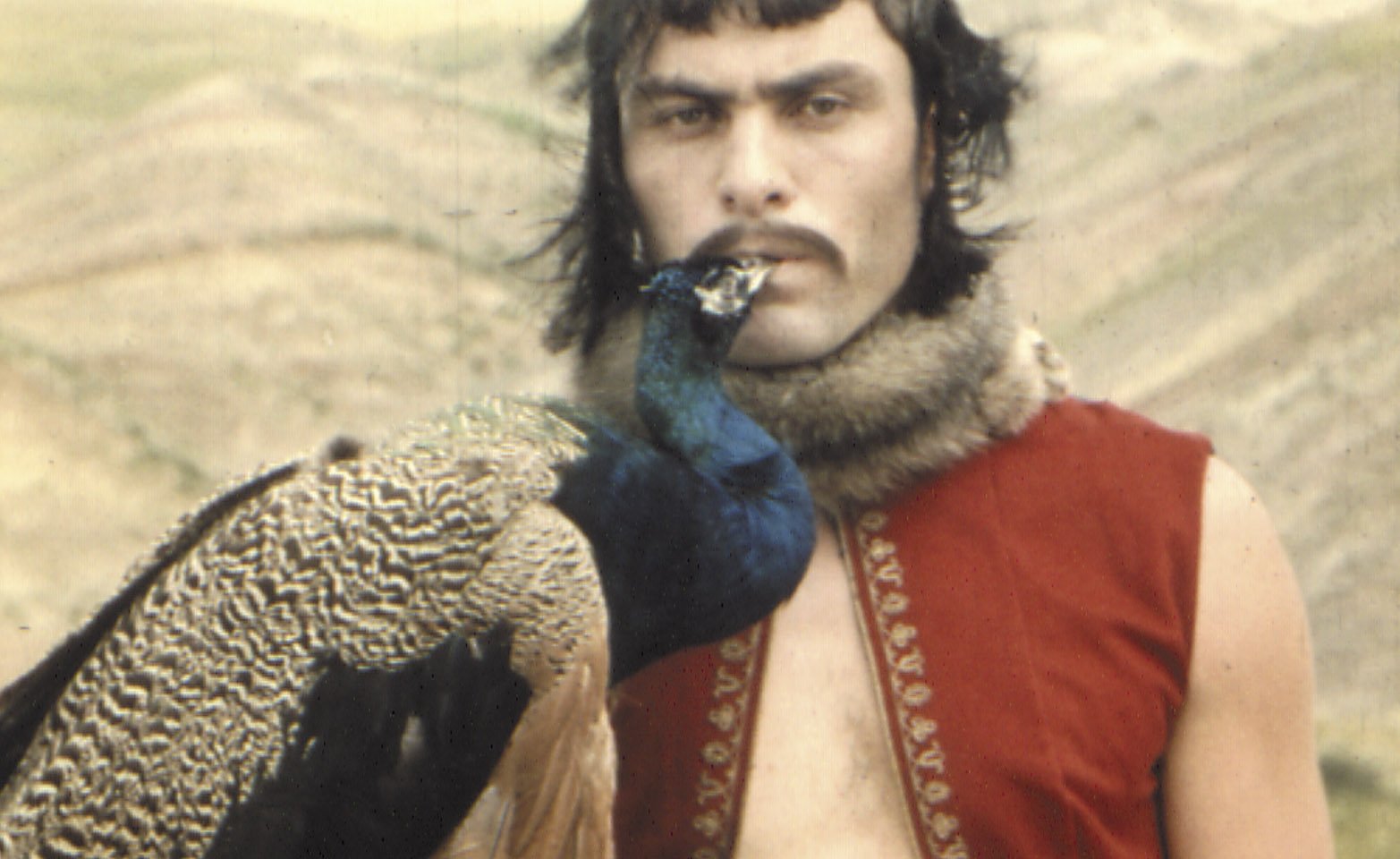 the colour of pomegranates