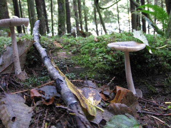 the fish hatchery highlight...