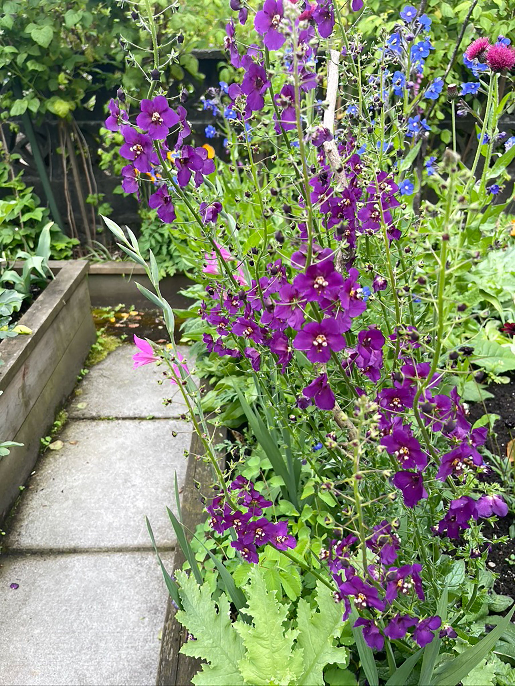 Verbascum phoeniceum 'Violetta'