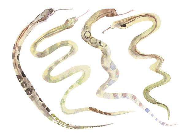 watercolour