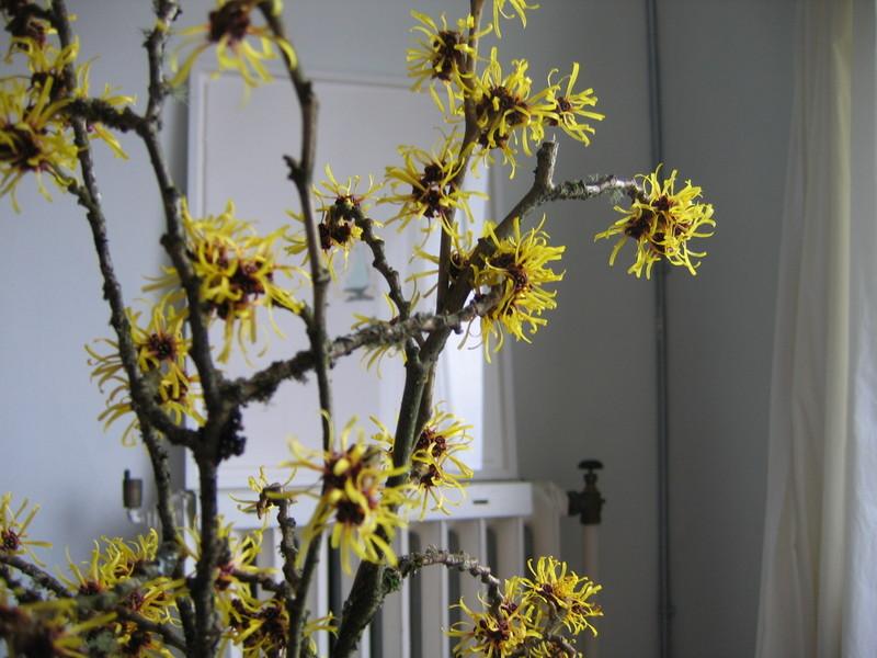 witch hazel