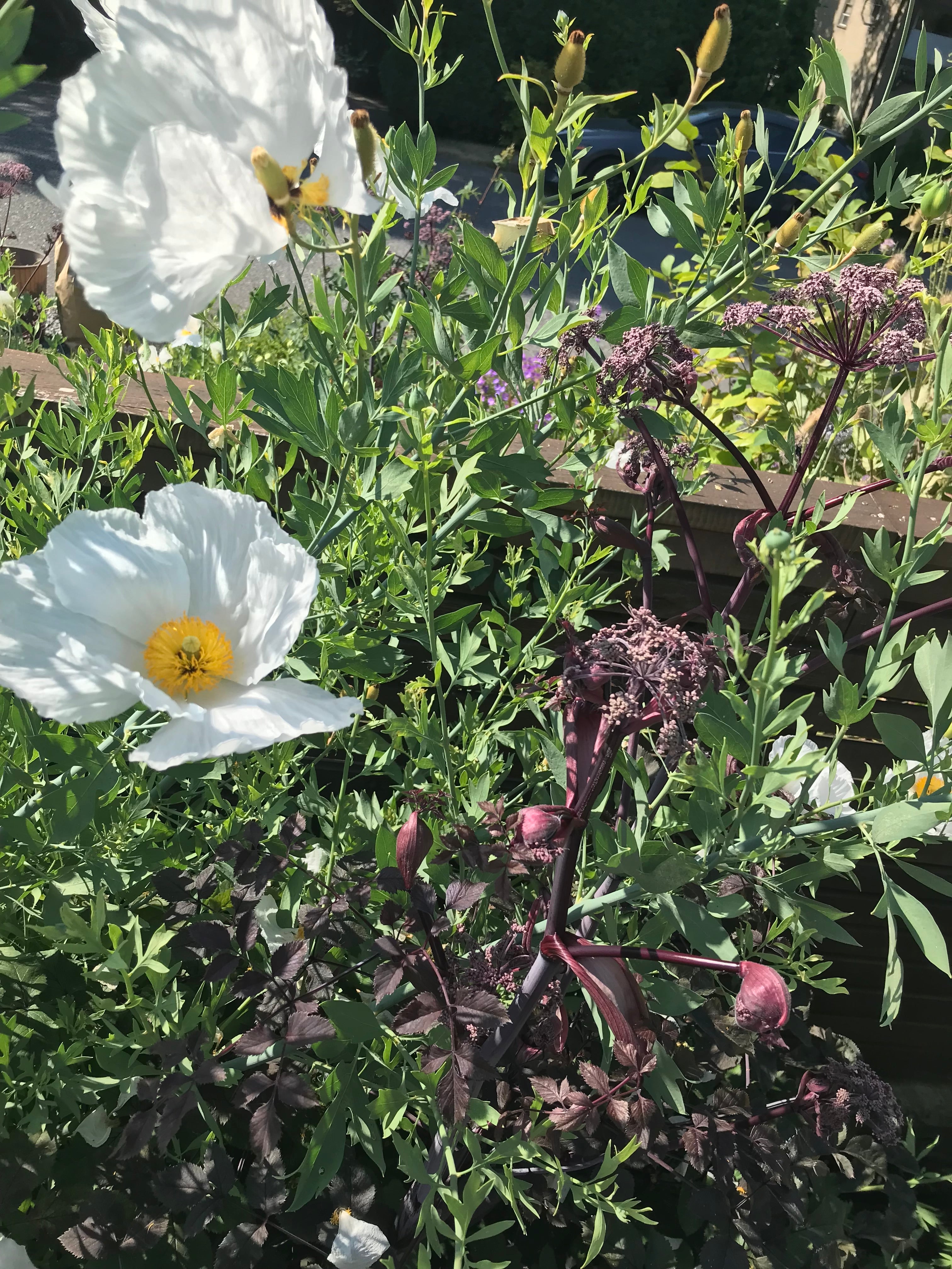 California Tree Poppy T-Shirt