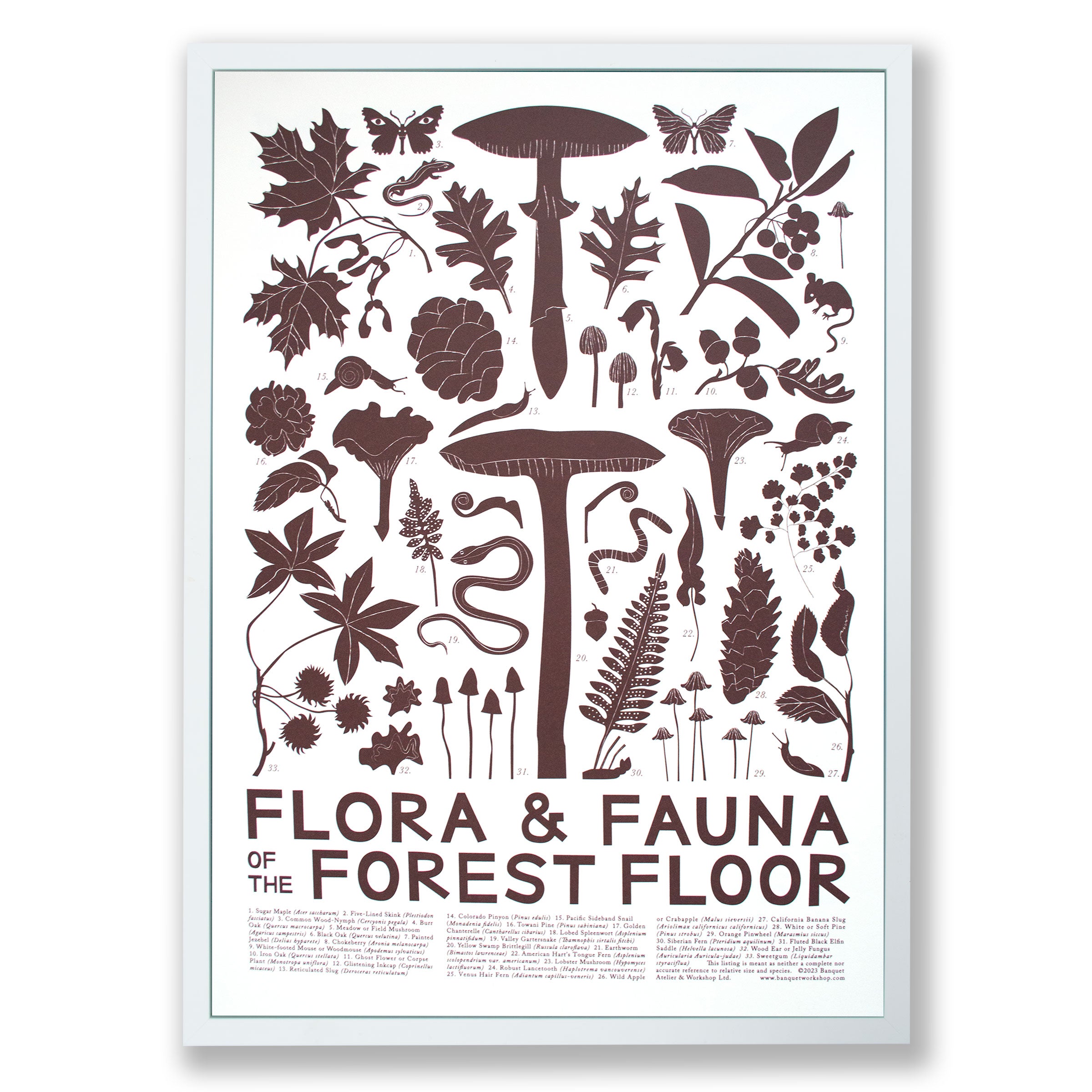 Art Print featuring mushrooms, autumn leaves, snails, moths and pinecones in. chocolate brown on white