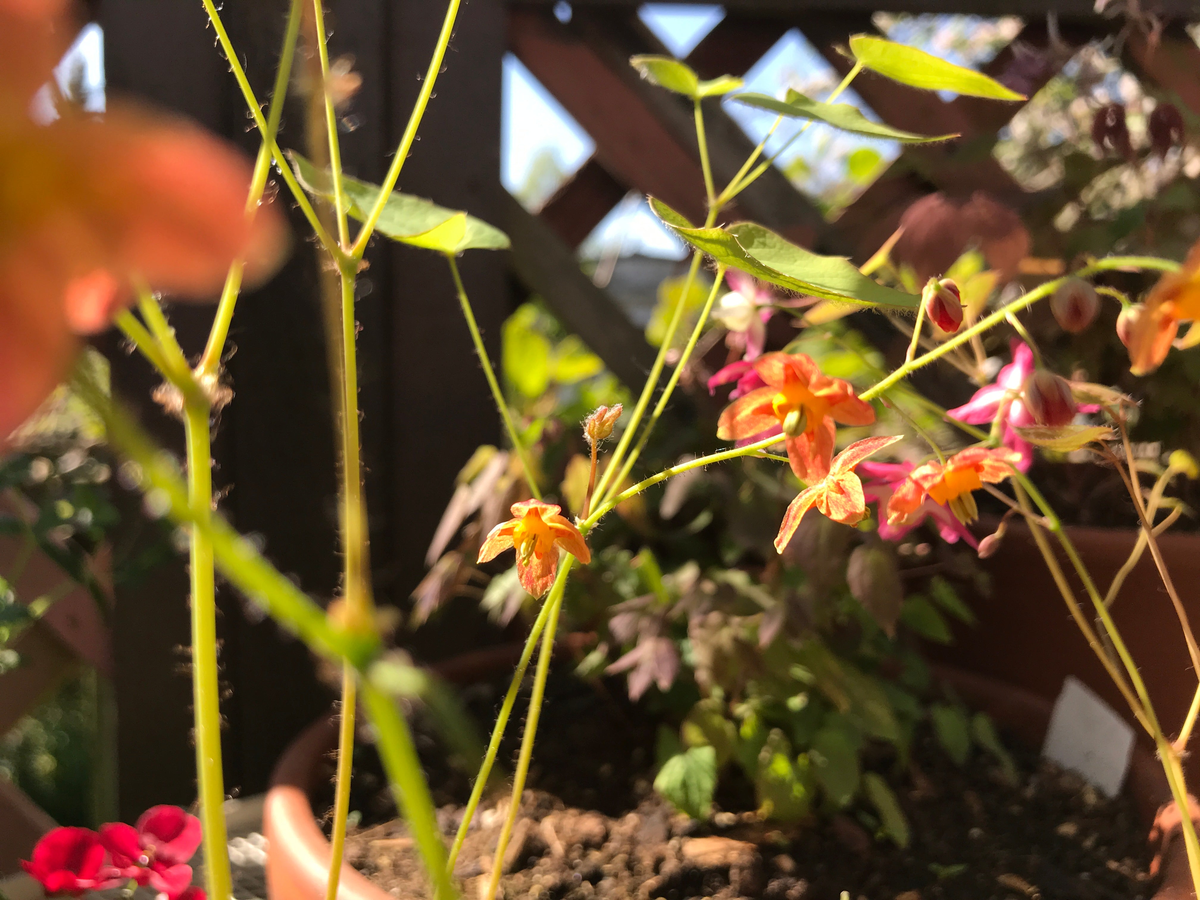 epimediums