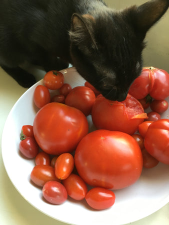 Cat Tote Bag & Cats Eating Tomatoes