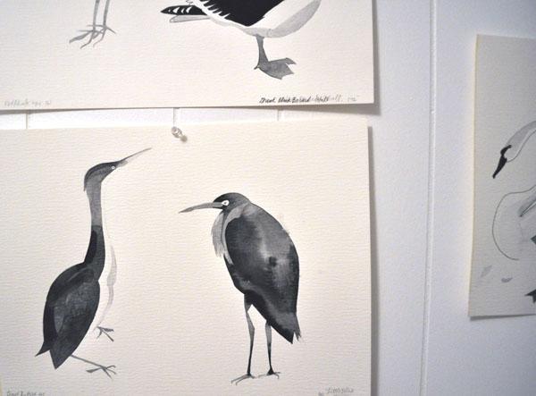 canadian waterbirds