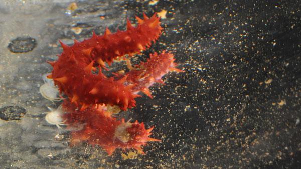 nudibranch