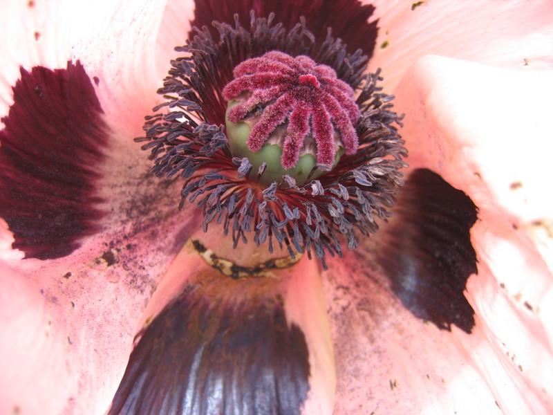 poppies