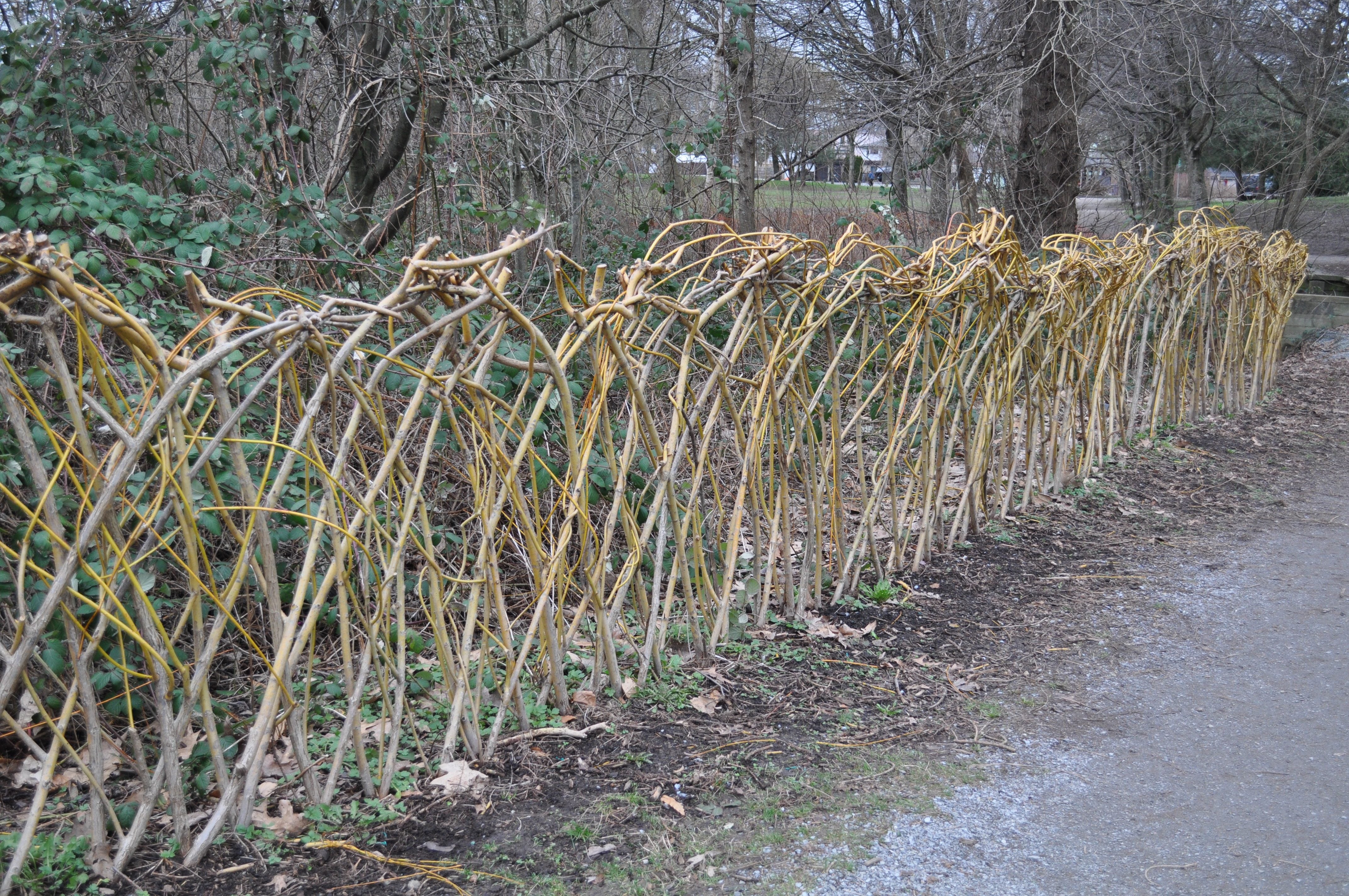 salix