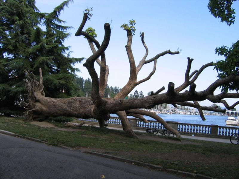 tree