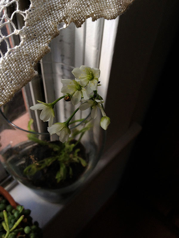 venus fly trap